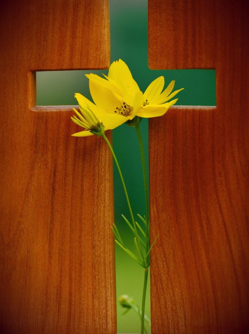 plant-wood-leaf-flower-petal-live-578135-pxhere.com.jpg